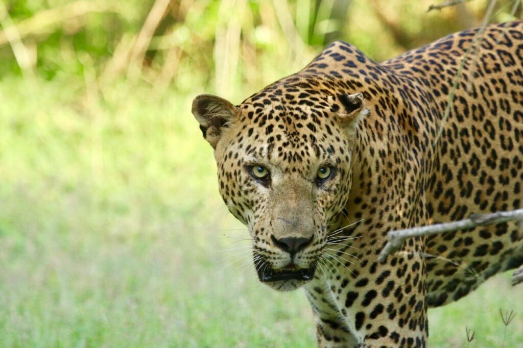 travel and tour srilanka